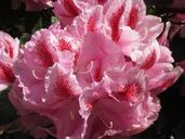 rhododendron-blossom-bloom-summer-1099146.jpg