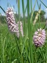 meadow-spring-plantain-369956.jpg