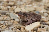 frog-amphibian-animals-stream-bank-530485.jpg