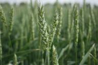 wheat-grain-crop-grain-wheat-989469.jpg