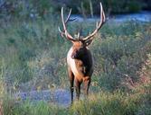 deer-elk-bull-deers-animals-fauna-387137.jpg