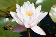 frog-water-lilies-nymphaea-455224.jpg