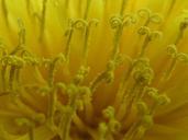 buttercup-dandelion-yellow-close-733826.jpg