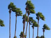 palm-trees-windy-sky-360885.jpg