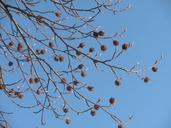 seed-pods-dried-matured-buds-76690.jpg