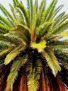 palm-trees-date-palms-flora-316047.jpg