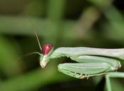 praying-mantis-mantis-insect-bug-1572817.jpg