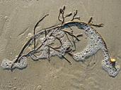 seaweed-sand-bubble-sea-weed-1584505.jpg