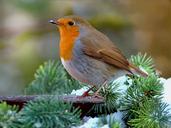 robin-erithacus-rubecula-bird-1200469.jpg