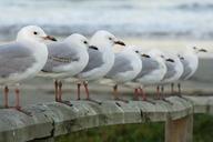 seagulls-row-perched-birds-591437.jpg