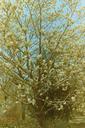 tree-blossoms-spring-blooming-551792.jpg