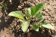 agriculture-bio-crop-eggplant-87783.jpg