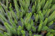 marsh-river-water-green-plant-344548.jpg