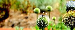 bee-flower-nature-flora-blossom-644752.jpg