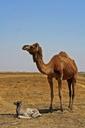 animals-camel-desert-desert-animals-1035522.jpg