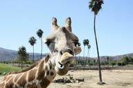 giraffe-zoo-san-diego-569449.jpg