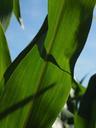 corn-leaves-corn-cornfield-green-592567.jpg