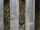 leopard-caged-animal-wildlife-140330.jpg