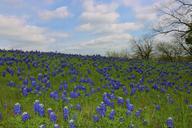 wildflowers-bluebonnets-texas-1187878.jpg