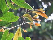 leaves-costa-rica-jungle-costa-979770.jpg