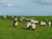 flock-of-sheep-sheep-rh%C3%B6n-sheep-57702.jpg