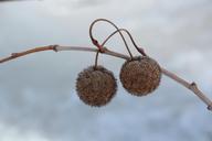 butter-balls-nuts-seeds-nature-741033.jpg