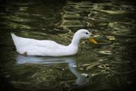 duck-pond-fauna-waterfowl-641098.jpg