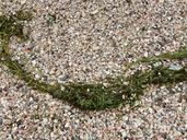 pebble-beach-stones-tang-sea-grass-83597.jpg