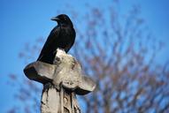 raven-cemetery-cross-blue-sky-553196.jpg