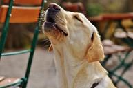 labrador-dog-sweet-howl-yelp-1287298.jpg