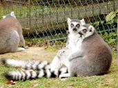 lemur-zoo-animal-mammal-wild-195765.jpg