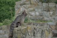 sea-lion-robbe-seal-animal-580355.jpg