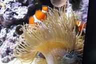 aquarium-anemonefish-clown-fish-279754.jpg