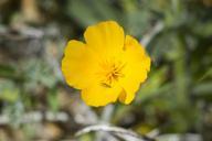 Joshua_Tree_poppy_(Eschscholzia_androuxii).jpg