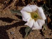 Sacred datura flower from Anza Borrego desert.jpg