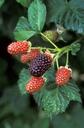 blackberries-growing-plant-fresh-805418.jpg