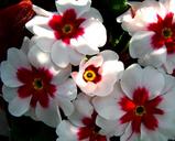 primrose-spring-nature-682694.jpg