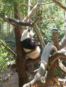 panda-zoo-animal-nature-wildlife-709311.jpg