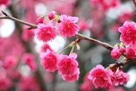 cherry-blossoms-658945.jpg