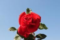 red-rose-blue-red-flower-rosa-506208.jpg