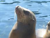 seal-water-animal-nature-ocean-466562.jpg