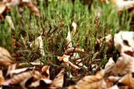 moss-avar-autumn-forest-nature-1698338.jpg