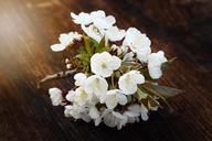 cherry-blossoms-cherry-blossom-795265.jpg