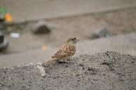 sparrow-bird-fauna-nature-quality-645848.jpg