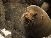 sea-lion-seal-animal-baby-298333.jpg