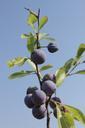 berries-blackthorn-blue-blueberries-87379.jpg