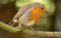 robin-anna-bird-wildlife-animal-662174.jpg