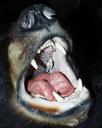 black-bear-mouth-teeth-nose-50133.jpg