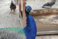 peacock-bird-zoo-1002682.jpg