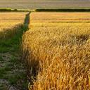 summer-field-wheat-corn-harvest-562179.jpg